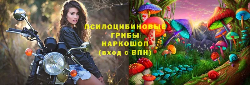 Галлюциногенные грибы Psilocybe  Алейск 